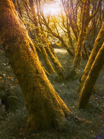 Photographic Print, , small