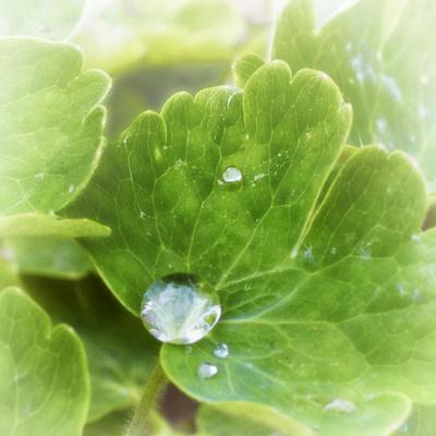 Photographic Print, , small