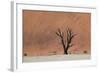 An Acacia Tree and Sand Dune in Namibia's  Namib-Naukluft National Park-Alex Saberi-Framed Photographic Print