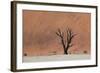 An Acacia Tree and Sand Dune in Namibia's  Namib-Naukluft National Park-Alex Saberi-Framed Photographic Print