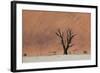 An Acacia Tree and Sand Dune in Namibia's  Namib-Naukluft National Park-Alex Saberi-Framed Photographic Print