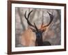 Portrait of a Red Deer Buck, Cervus Elaphus, in Winter-Alex Saberi-Framed Premium Photographic Print