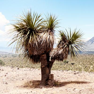 Photographic Print, , small