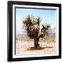 ¡Viva Mexico! Square Collection - Desert Palm Tree II-Philippe Hugonnard-Framed Photographic Print