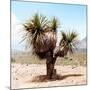 ¡Viva Mexico! Square Collection - Desert Palm Tree II-Philippe Hugonnard-Mounted Photographic Print