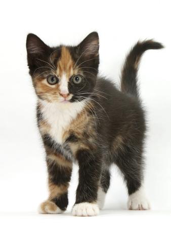 Photographic Print, , small