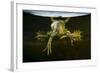 Pool Frog (Pelophylax Lessonae) Split Level View, Near Crisan Village, Danube Delta, Romania, June-Lundgren-Framed Photographic Print