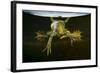 Pool Frog (Pelophylax Lessonae) Split Level View, Near Crisan Village, Danube Delta, Romania, June-Lundgren-Framed Photographic Print