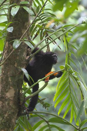 Photographic Print, , small