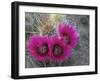 Hedgehog Cactus in Bloom, Saguaro National Park, Arizona, Usa-John Barger-Framed Photographic Print