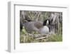 Canada Goose on Nest with Newly Hatched Goslings-Ken Archer-Framed Photographic Print