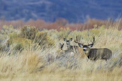 Photographic Print, , small