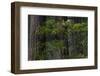 California. Costal Redwood and Rhododendron, Redwood National and State Park-Judith Zimmerman-Framed Photographic Print