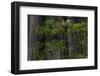 California. Costal Redwood and Rhododendron, Redwood National and State Park-Judith Zimmerman-Framed Photographic Print