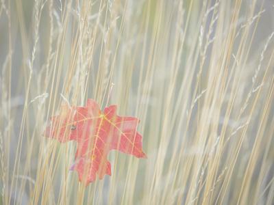 Premium Photographic Print, , small