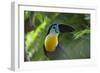 Channel-Billed Toucan, Guyana-Pete Oxford-Framed Photographic Print