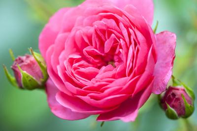 Photographic Print, , small