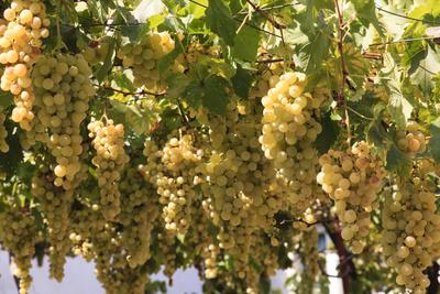 Photographic Print, , small