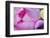 Pink Lotus Petal Bud Close-Up Macro Hong Kong Flower Market-William Perry-Framed Photographic Print