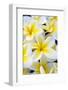 Hawaii, Maui, Plumeria in Mass Display-Terry Eggers-Framed Photographic Print