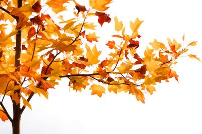 Photographic Print, , small