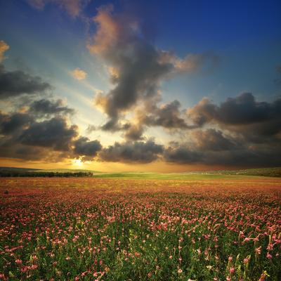 Photographic Print, , small