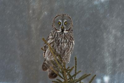 Photographic Print, , small