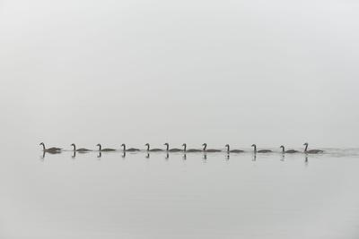 Photographic Print, , small