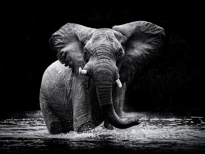 Photographic Print, , small