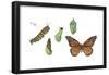 Monarch Butterfly Metamorphosis (Danaus Plexippus), Insects-Encyclopaedia Britannica-Framed Poster