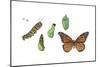 Monarch Butterfly Metamorphosis (Danaus Plexippus), Insects-Encyclopaedia Britannica-Mounted Poster