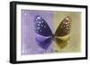 Miss Butterfly Euploea - Purple & Gold-Philippe Hugonnard-Framed Photographic Print