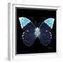 Miss Butterfly Hebomoia Sq - X-Ray Black Edition-Philippe Hugonnard-Framed Photographic Print