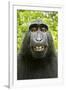 Monkey Selfie-David Slater-Framed Premium Photographic Print