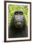 Monkey Selfie-David Slater-Framed Premium Photographic Print