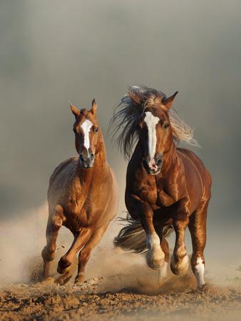 Photographic Print, , small