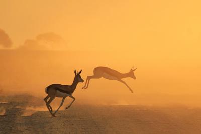 Photographic Print, , small