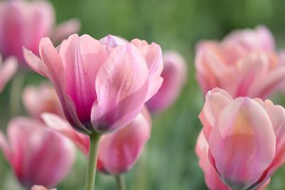 Premium Photographic Print, , small