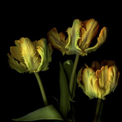Photographic Print, , small