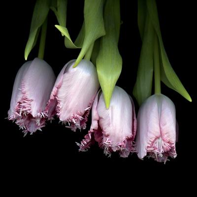 Photographic Print, , small