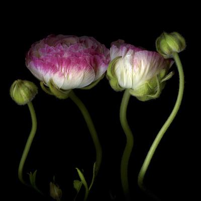 Photographic Print, , small