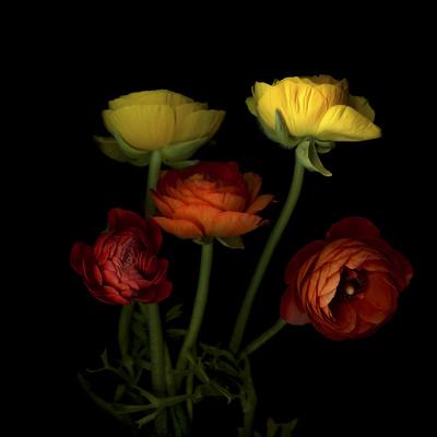 Photographic Print, , small
