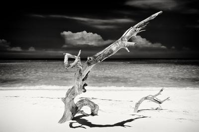 Photographic Print, , small