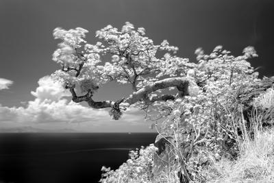 Photographic Print, , small