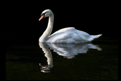 Photographic Print, , small