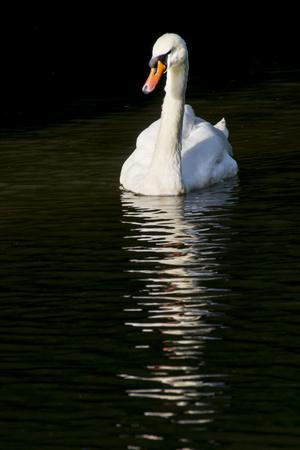 Photographic Print, , small