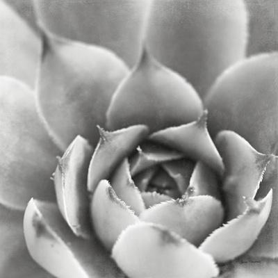 Photo, , small