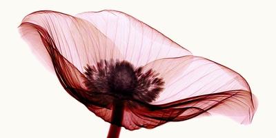 Photographic Print, , small