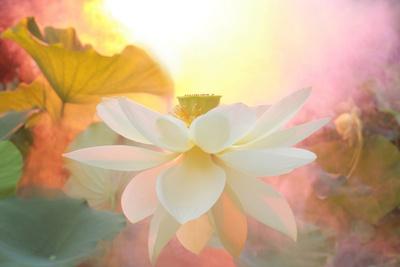 Photographic Print, , small