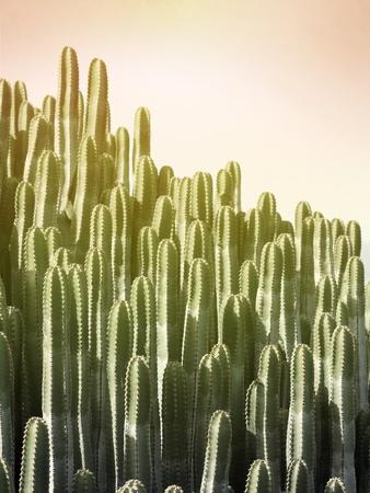 Photographic Print, , small